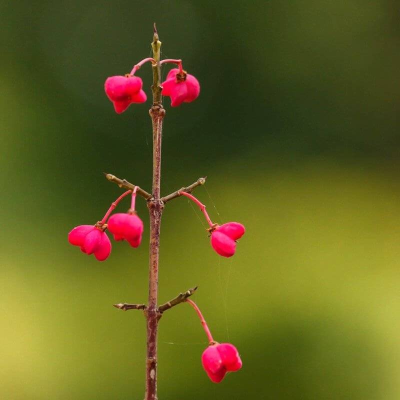 Fusain d'Europe (Euonymus europaeus) - Godet - Taille 20/40cm - Pépinières Naudet - Image 4