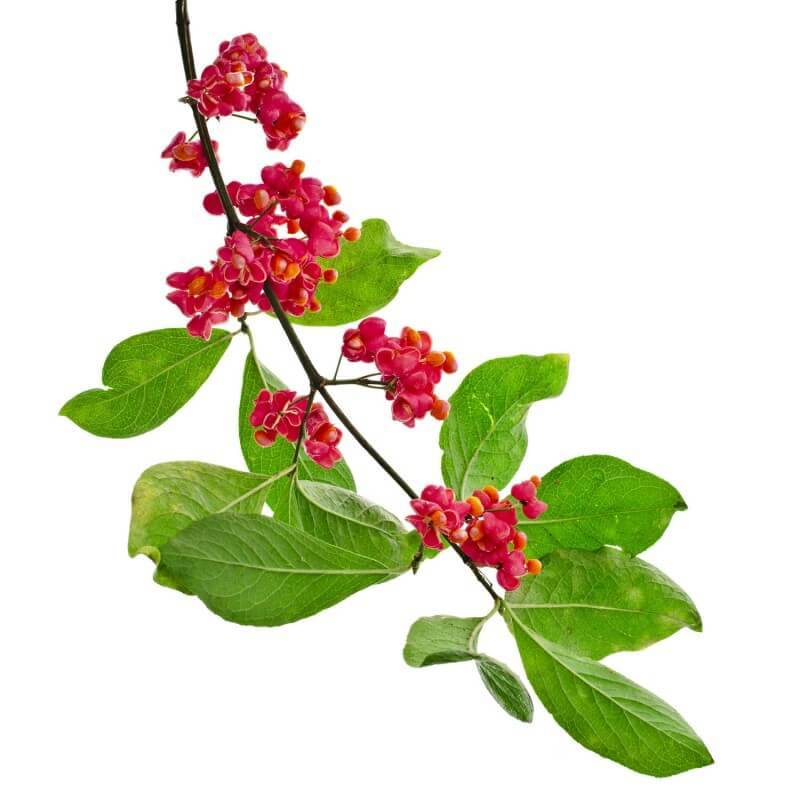 Fusain d'Europe (Euonymus europaeus) - Godet - Taille 20/40cm - Pépinières Naudet - Image 5