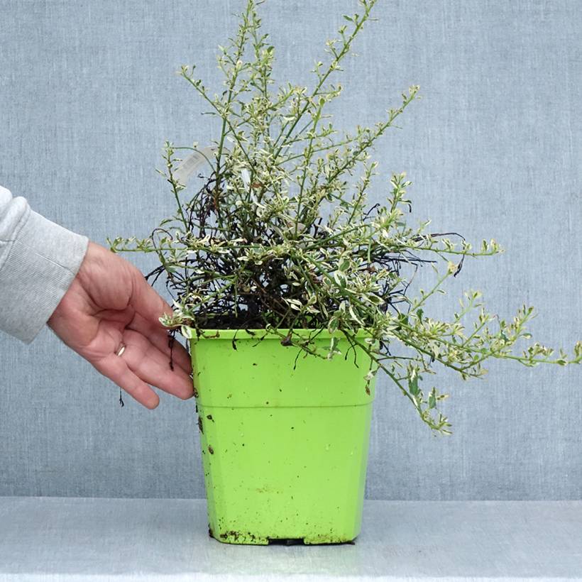 Promesse de Fleurs - Céanothe impressus Cool Blue - Lilas de Californie Pot de 4L/5L - Image 2