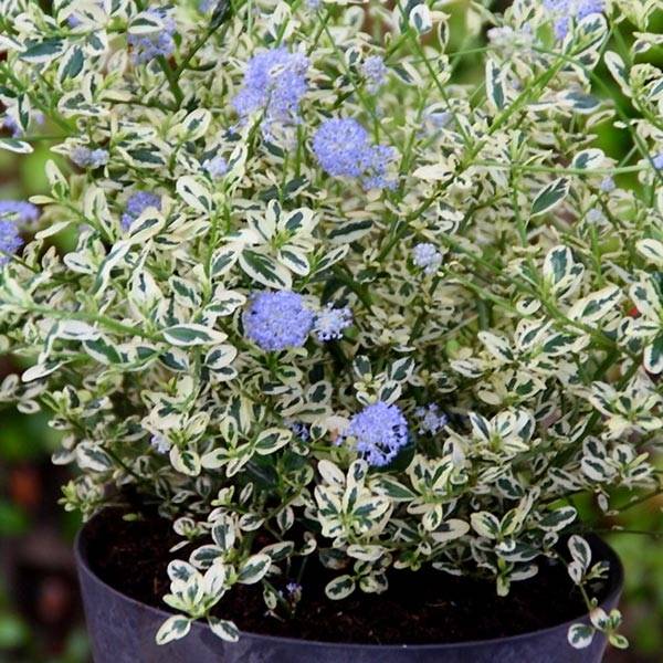 Promesse de Fleurs - Céanothe impressus Cool Blue - Lilas de Californie Pot de 4L/5L - Image 1