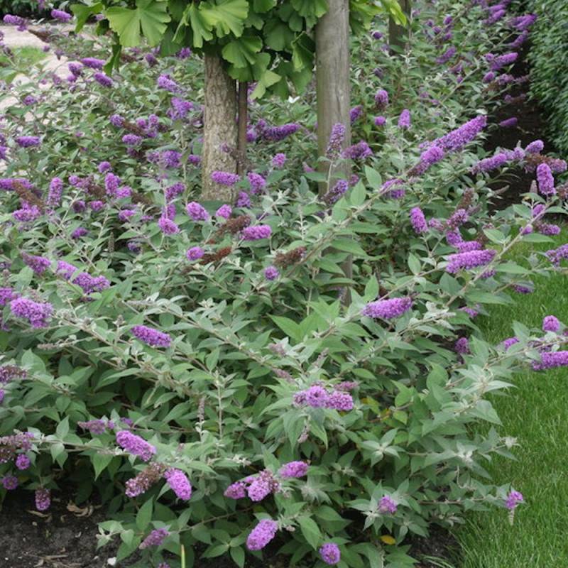 Arbre aux papillons Blue Chip, Buddleia à fleurs Violette - feuillage Caduc - Pot de 4L - 20/40 cm-  hauteur à maturité De 1,00 m à 1,50 m - Image 1