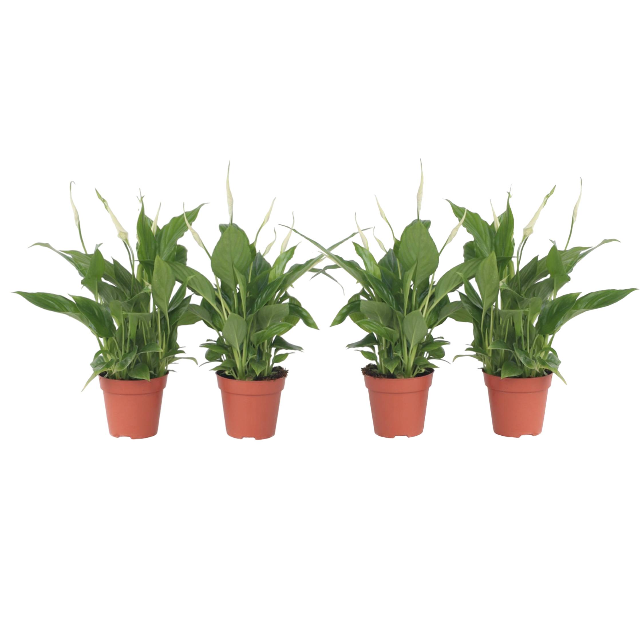 Plant In A Box - Fleur de lune - Set de 4 - Spathiphyllum 'Torelli' - Hauteur 30-45cm - ⌀12cm - Image 1