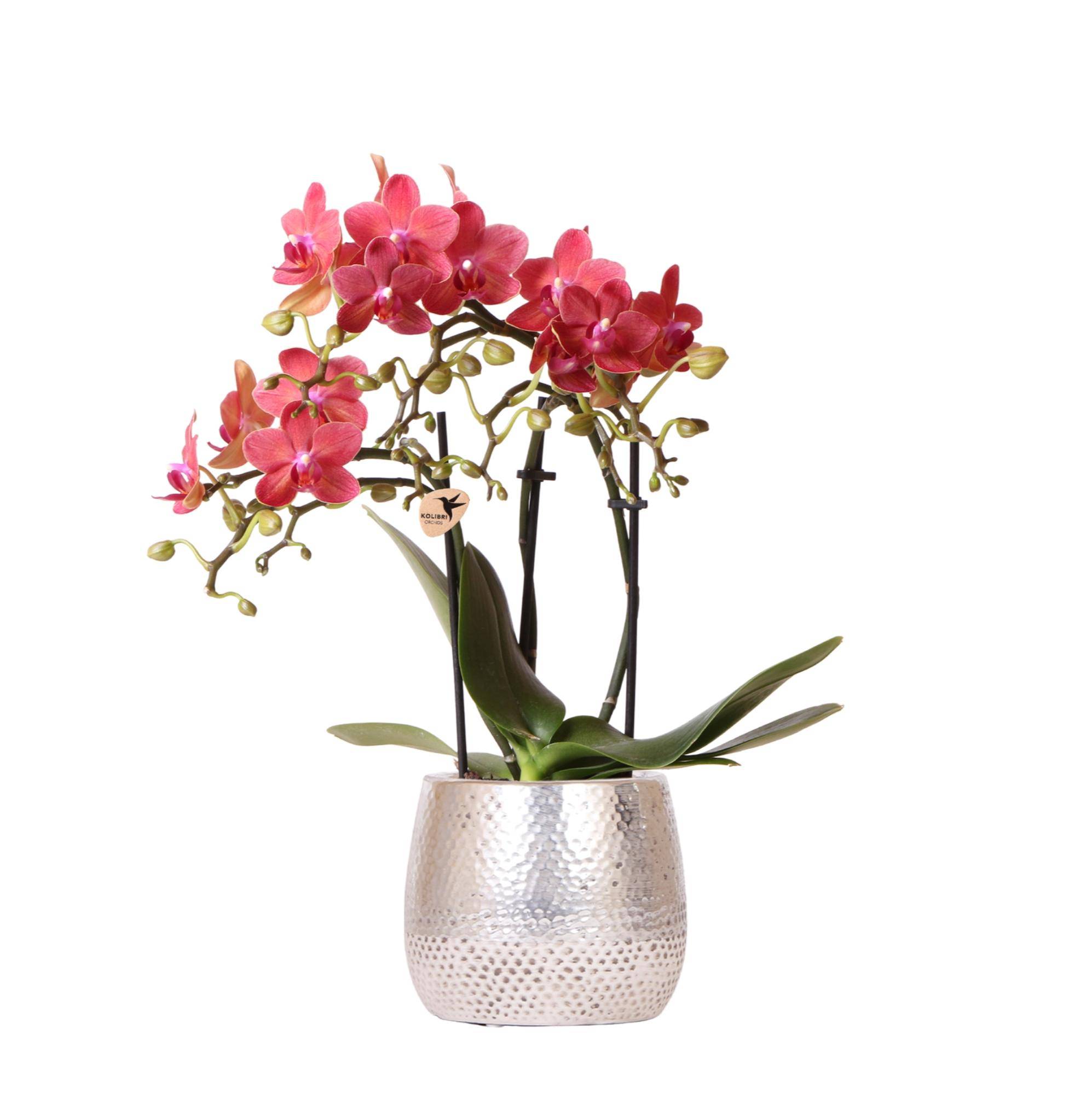 Orchidée Phalaenopsis rouge 'Congo' + cache-pot Elite argenté - Ø9cm - ↕40cm - Plantes d'intérieur - Image 1