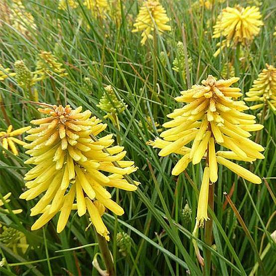Tritoma - Kniphofia Banana Popsicle Godet de 8/9 cm