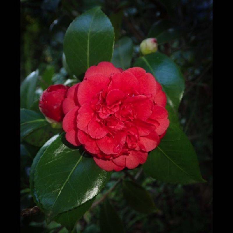 Camélia du Japon 'Kramer's Supreme' (Camellia japonica 'Kramer's Supreme') - Godet 9cm - Pépinières Naudet - Image 1