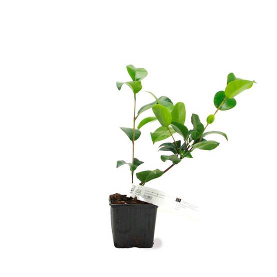 Camélia du Japon 'Kramer's Supreme' (Camellia japonica 'Kramer's Supreme') - Godet 9cm - Pépinières Naudet - Image 2