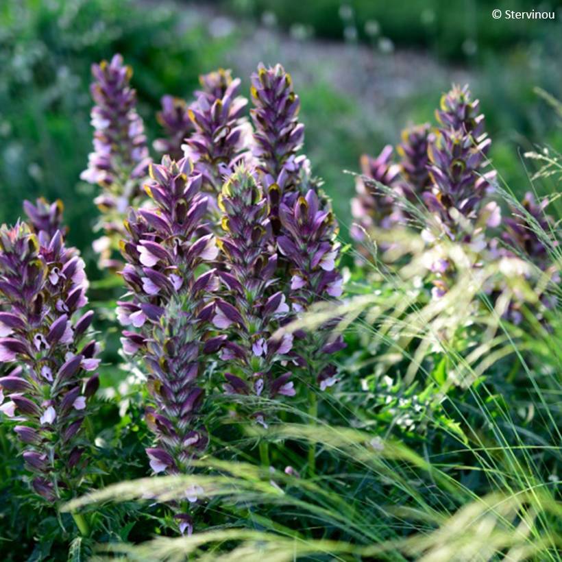 Acanthus hirsutus subsp. syriacus - Acanthe Pot de 4L/5L