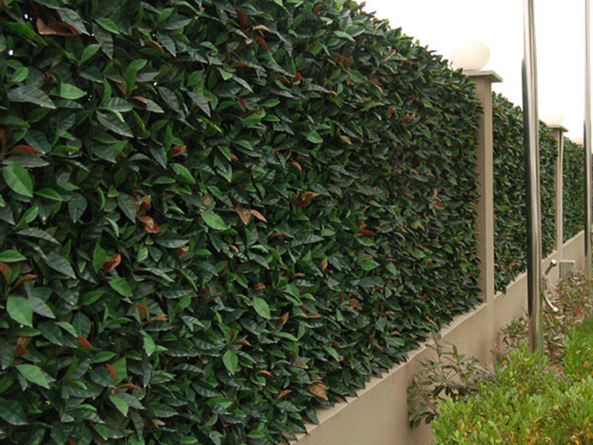 Jardideco - Feuillage artificiel imitation Photinia 1 m² - Jardideco - Image 3