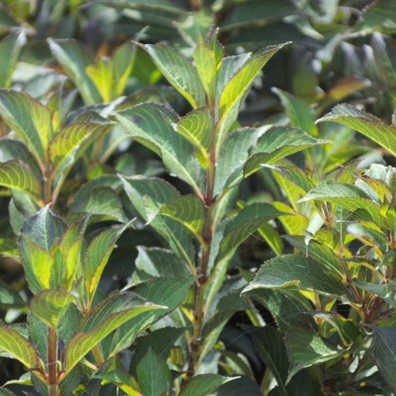 Weigela Black and White® 'Courtacad1', Weigelia à fleurs Blanche - feuillage Caduc - Pot de 4L - 40/60 cm-  hauteur à maturité De 1,00 m à 1,50 m - Image 9
