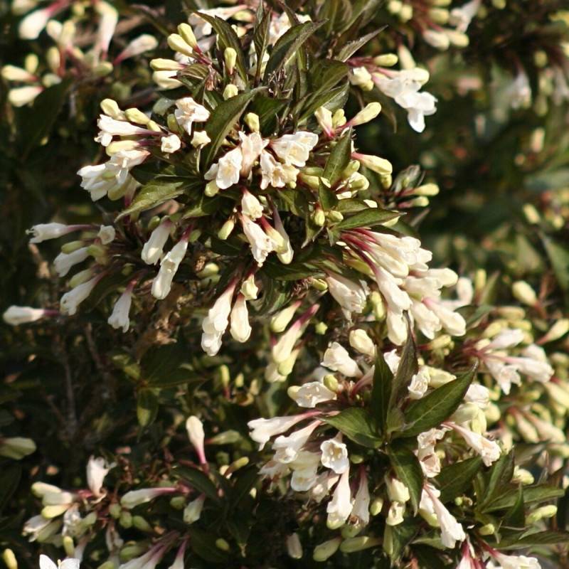 Weigela Black and White® 'Courtacad1', Weigelia à fleurs Blanche - feuillage Caduc - Pot de 4L - 40/60 cm-  hauteur à maturité De 1,00 m à 1,50 m - Image 6