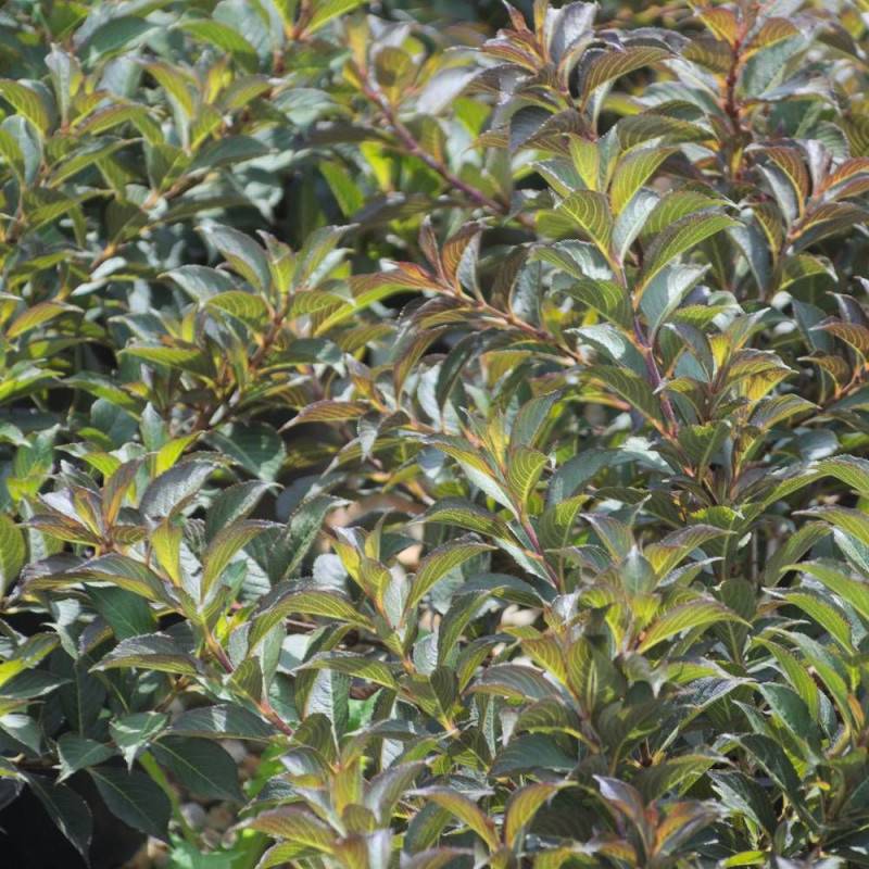 Weigela Black and White® 'Courtacad1', Weigelia à fleurs Blanche - feuillage Caduc - Pot de 4L - 40/60 cm-  hauteur à maturité De 1,00 m à 1,50 m - Image 8
