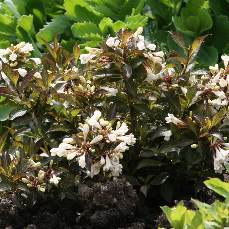 Weigela Black and White® 'Courtacad1', Weigelia à fleurs Blanche - feuillage Caduc - Pot de 4L - 40/60 cm-  hauteur à maturité De 1,00 m à 1,50 m - Image 2