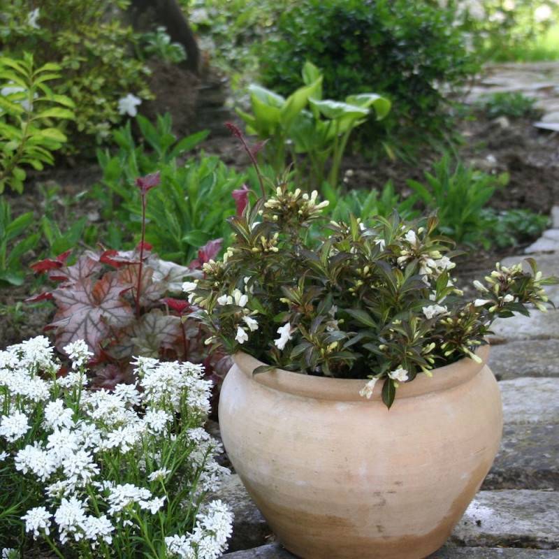 Weigela Black and White® 'Courtacad1', Weigelia à fleurs Blanche - feuillage Caduc - Pot de 4L - 40/60 cm-  hauteur à maturité De 1,00 m à 1,50 m - Image 7