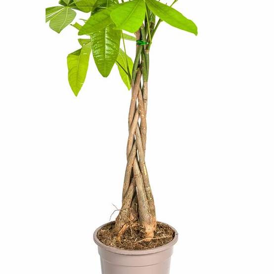 Pachira Aquatica - D19 H70cm - Image 5