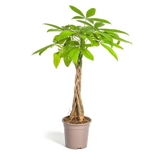 Pachira Aquatica - D19 H70cm - Image 4