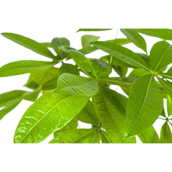Pachira Aquatica - D19 H70cm - Image 2