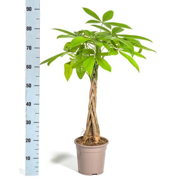 Pachira Aquatica - D19 H70cm - Image 3