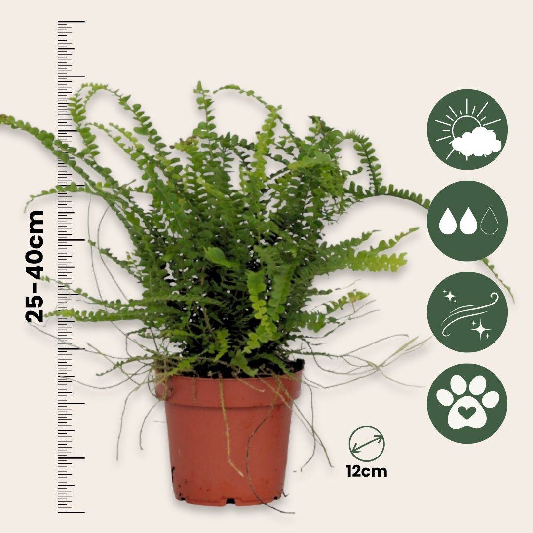 Plant In A Box - Fougère de Duff - Set de 2 - Nephrolepis 'Duffii' - Hauteur 25-40cm - ⌀12cm - Image 5