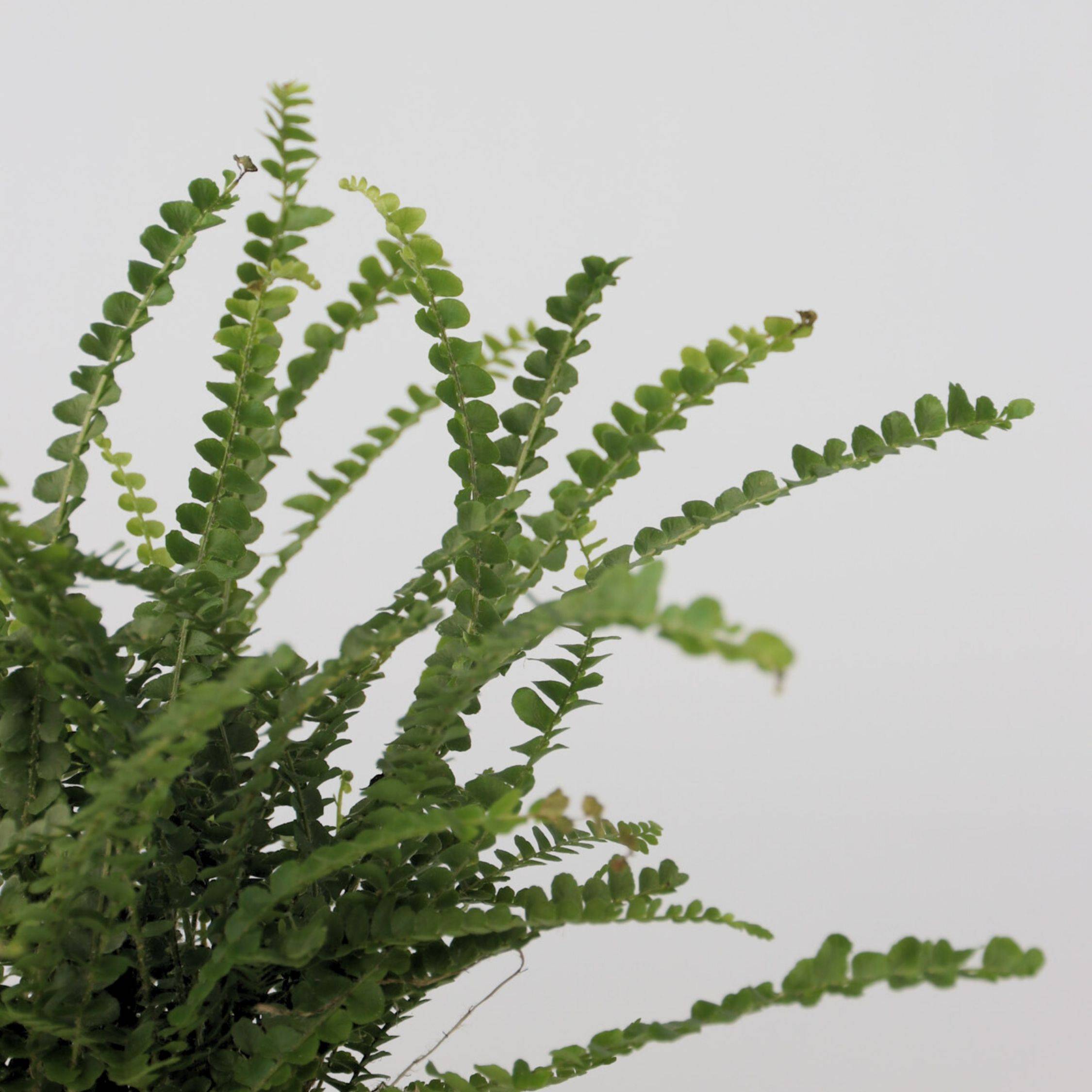 Plant In A Box - Fougère de Duff - Set de 2 - Nephrolepis 'Duffii' - Hauteur 25-40cm - ⌀12cm - Image 4