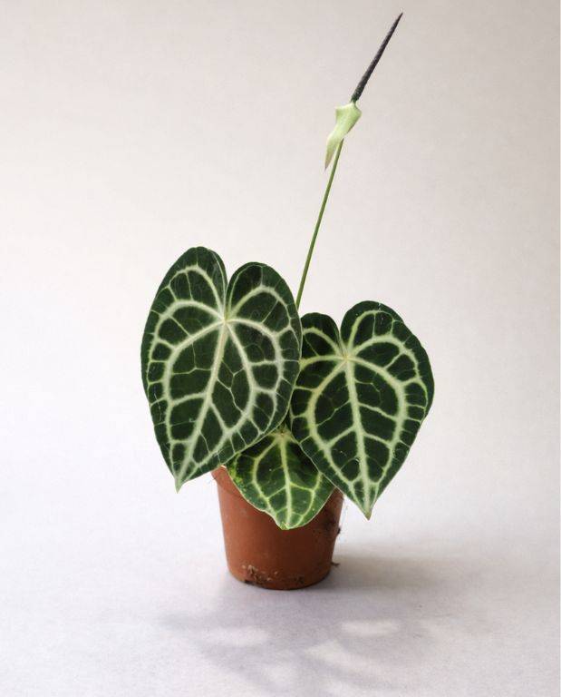 Anthurium Clarinervium D. 12cm H. 25cm - Plante d'intérieur - IndoorPoppies - Image 1