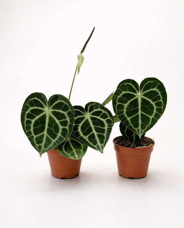 Anthurium Clarinervium D. 12cm H. 25cm - Plante d'intérieur - IndoorPoppies - Image 3