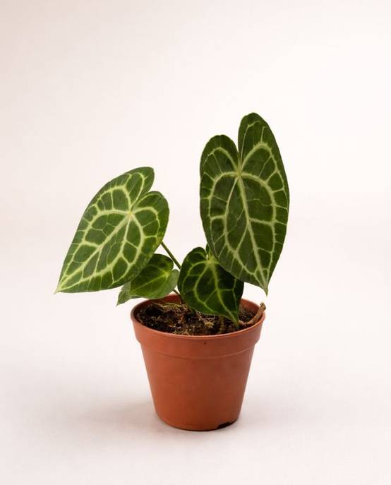 Anthurium Clarinervium D. 12cm H. 25cm - Plante d'intérieur - IndoorPoppies - Image 5