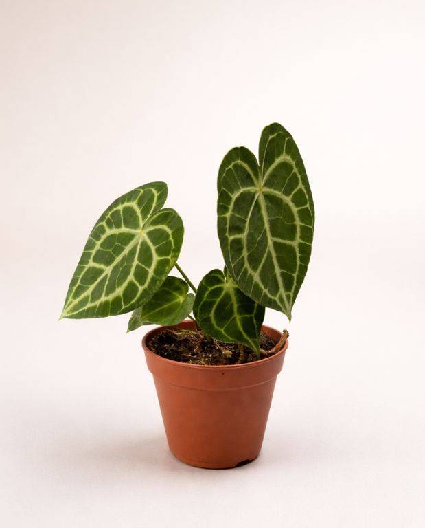 Anthurium Clarinervium D. 12cm H. 25cm - Plante d'intérieur - IndoorPoppies - Image 5