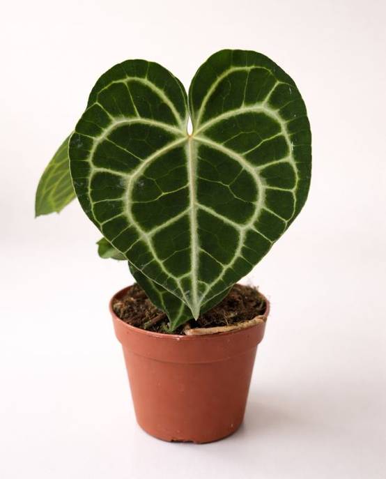 Anthurium Clarinervium D. 12cm H. 25cm - Plante d'intérieur - IndoorPoppies - Image 4