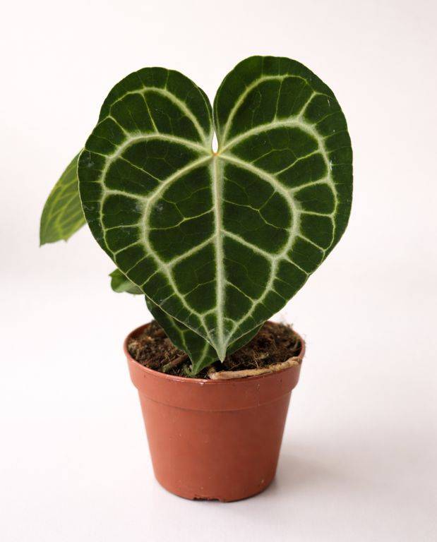 Anthurium Clarinervium D. 12cm H. 25cm - Plante d'intérieur - IndoorPoppies - Image 4