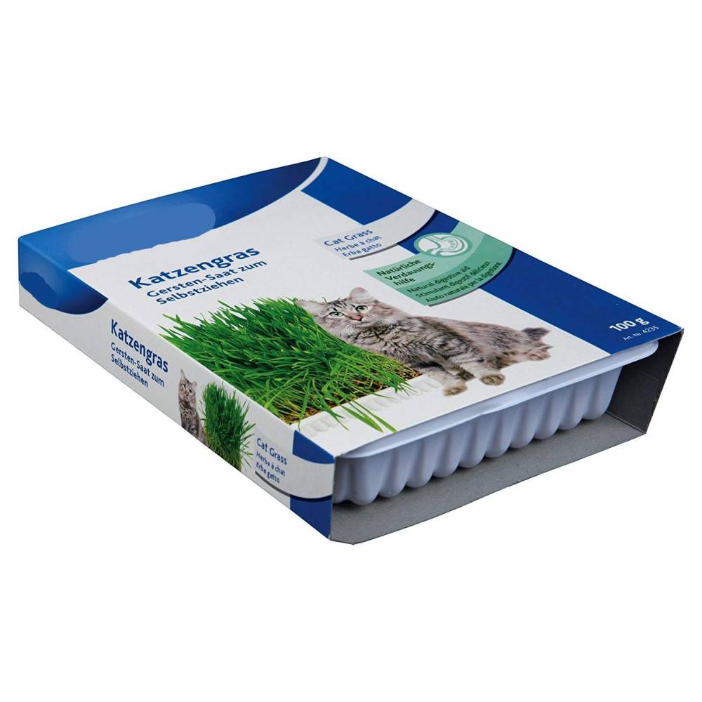Herbe à chat, barquette de 100g - Image 1