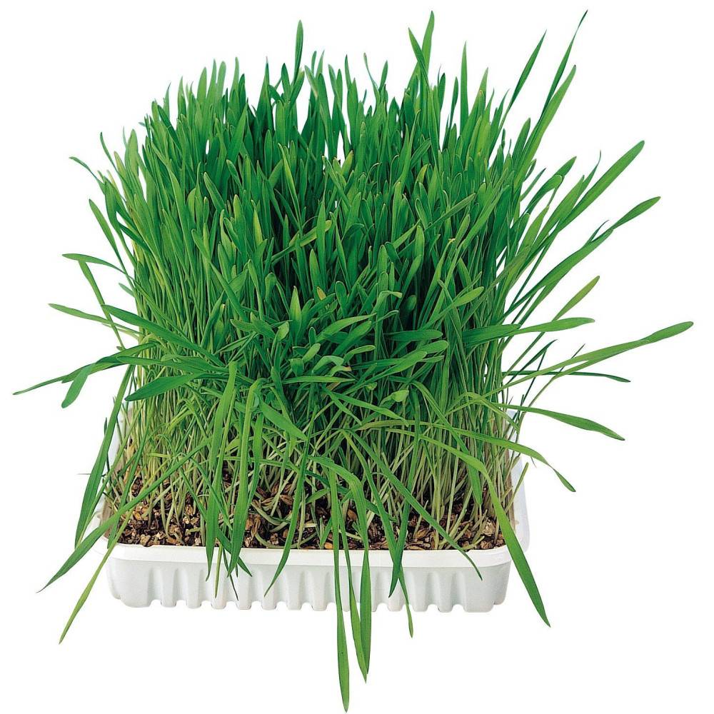 Herbe à chat, barquette de 100g - Image 3