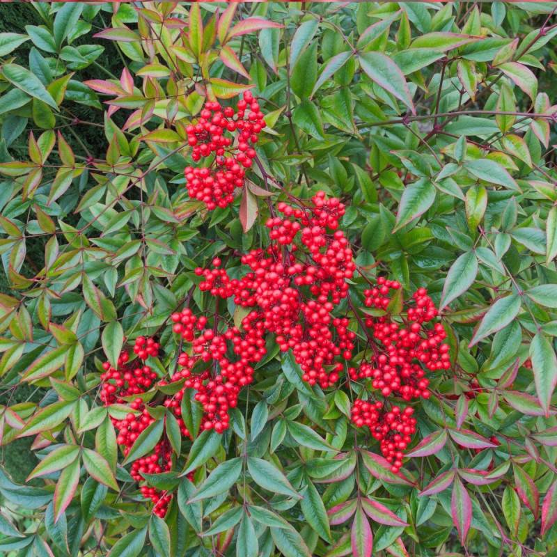 Bambou sacré domestica, Nandina à fleurs Blanche/ - feuillage Persistant - Pot de 7,5L - 60/80 cm - Image 1