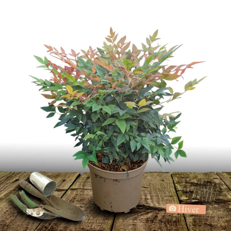 Bambou sacré domestica, Nandina à fleurs Blanche/ - feuillage Persistant - Pot de 7,5L - 60/80 cm - Image 4