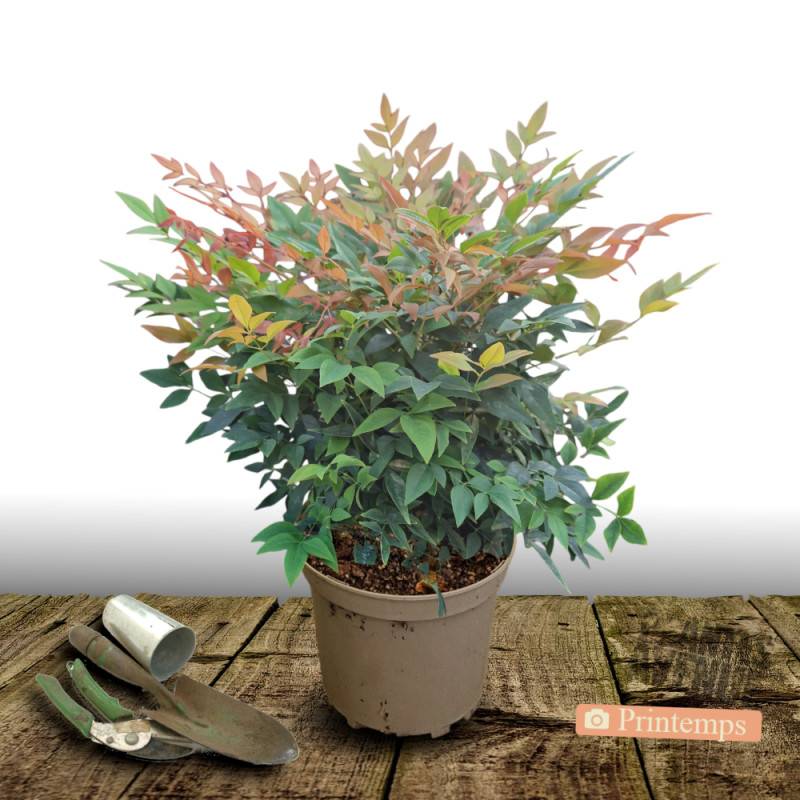 Bambou sacré domestica, Nandina à fleurs Blanche/ - feuillage Persistant - Pot de 7,5L - 60/80 cm - Image 5
