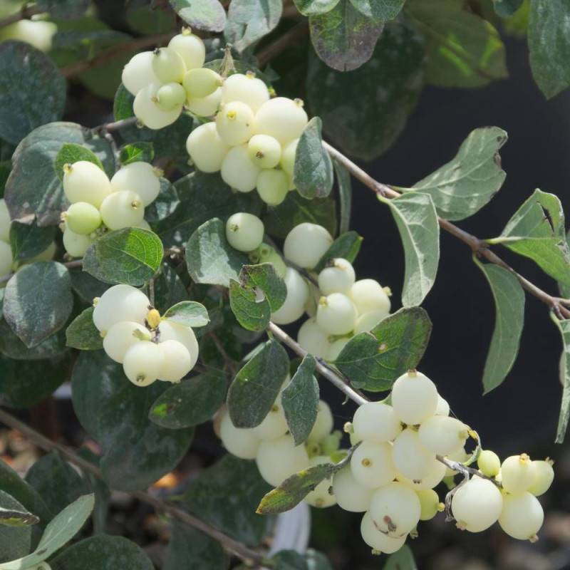 Symphorine Magical® Galaxy 'Kolmgala', Symphoricarpos à fleurs Blanche - feuillage Caduc - Pot de 3L - 20/40 cm-  hauteur à maturité De 2,50 m à 3,00 - Image 3
