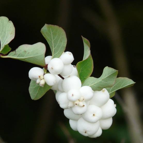 Symphorine Magical® Galaxy 'Kolmgala', Symphoricarpos à fleurs Blanche - feuillage Caduc - Pot de 3L - 20/40 cm- hauteur à maturité De 2,50 m à 3,00 - Image 2