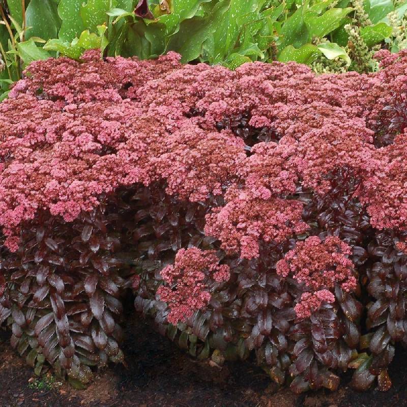 Orpin Dark Magic®, Sedum à fleurs Rouge/ - feuillage Caduc - Godet - 5/20 cm - Image 6