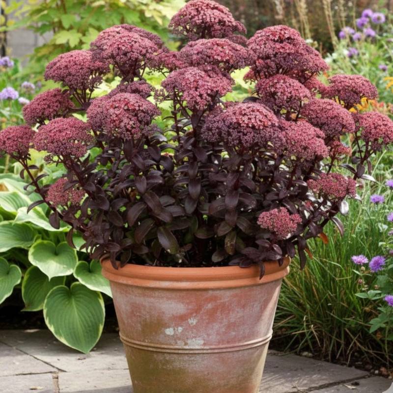 Orpin Dark Magic®, Sedum à fleurs Rouge/ - feuillage Caduc - Godet - 5/20 cm - Image 4