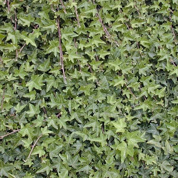 Promesse de Fleurs - Lierre commun - Hedera helix Godet de 8/9 cm