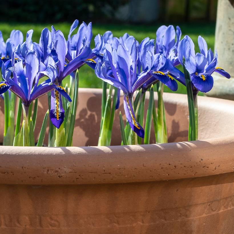 Promesse de Fleurs - Iris reticulata Pixie - Iris réticulé Bulbe calibre 5+ (par 30)