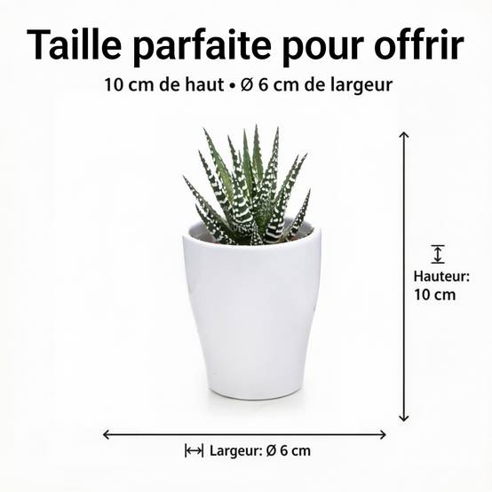 0 - Mini Plantes Grasses 20 pièces - 5,5 cm - Mix - Image 4