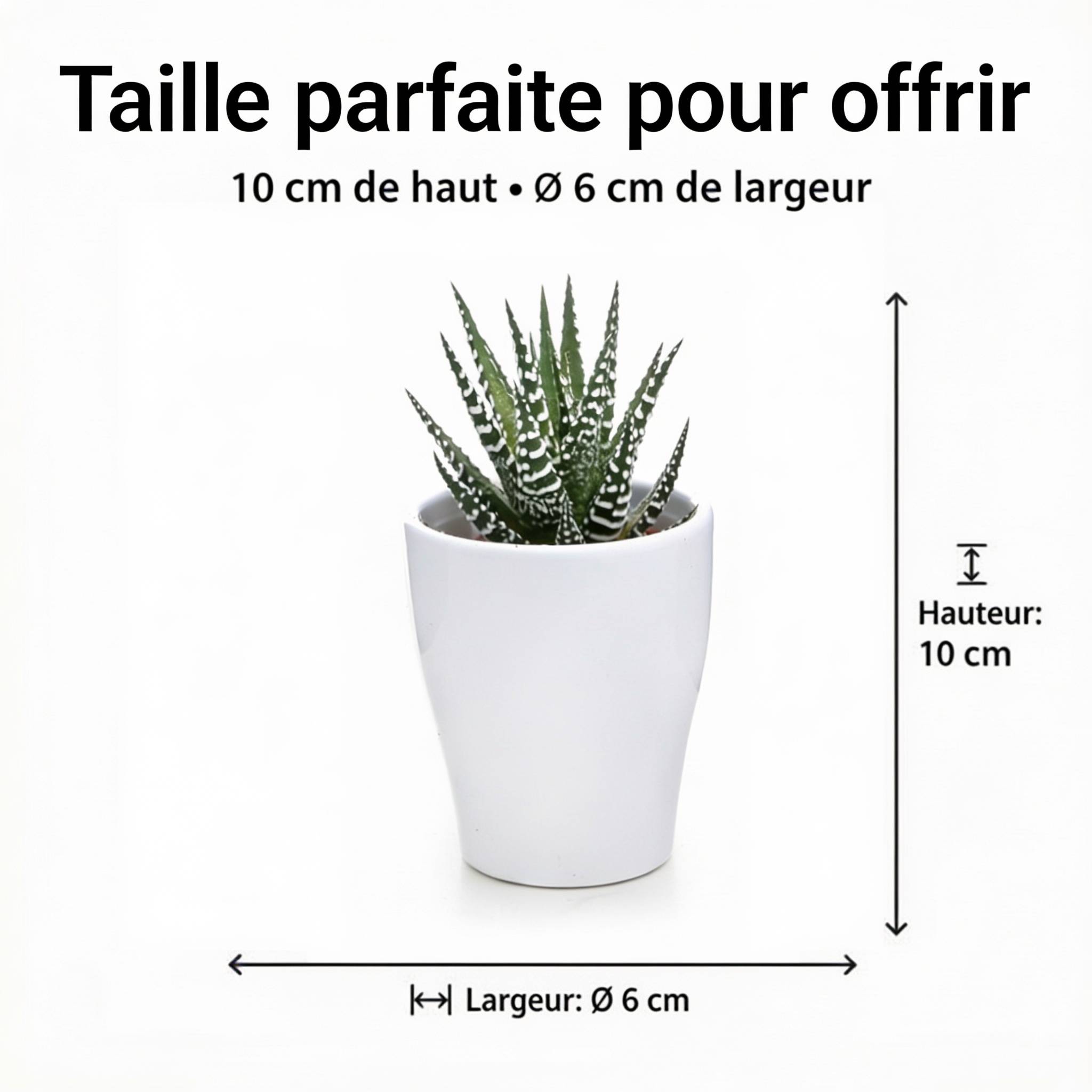 0 - Mini Plantes Grasses 20 pièces - 5,5 cm - Mix - Image 4