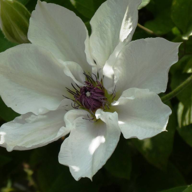 Clématite Matka Urszula Ledochowska à fleurs Blanche - feuillage Caduc - Pot de 3L - Echelle bambou 60/120 cm-  hauteur à maturité De 1,50 m à 2,00 m - Image 5
