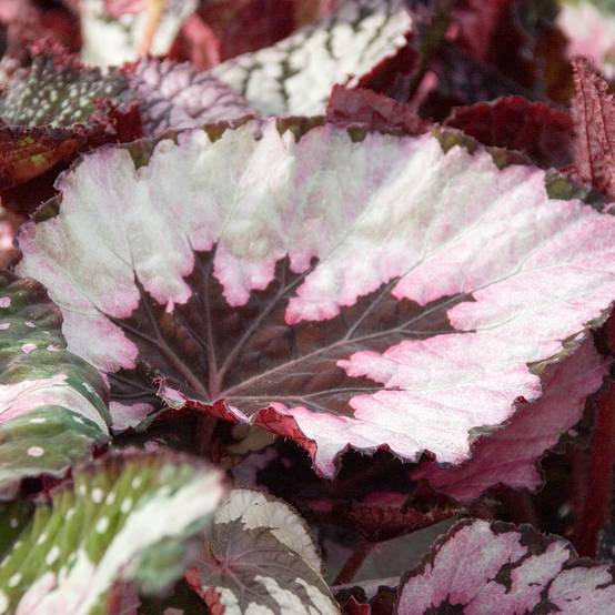 Promesse de Fleurs - Begonia Rex Spirit of Kwale Mini-plante