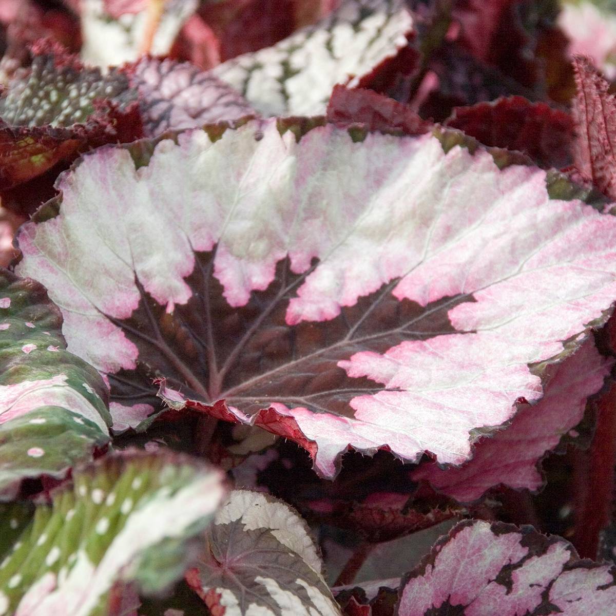 Promesse de Fleurs - Begonia Rex Spirit of Kwale Mini-plante