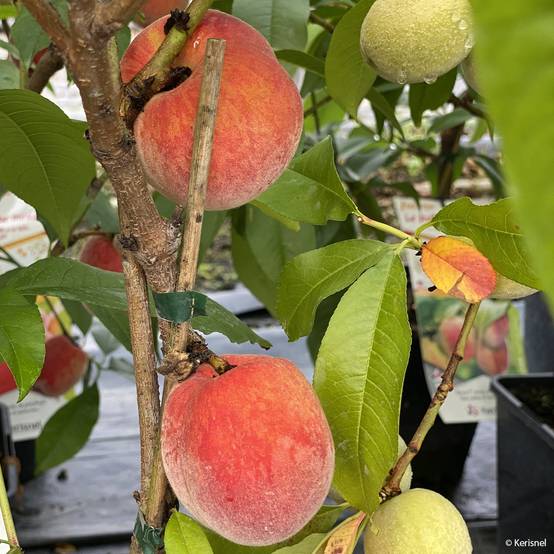 Promesse de Fleurs - Pêcher nain Fruit Me Peach Me Red Pot de 4L/5L, Nain