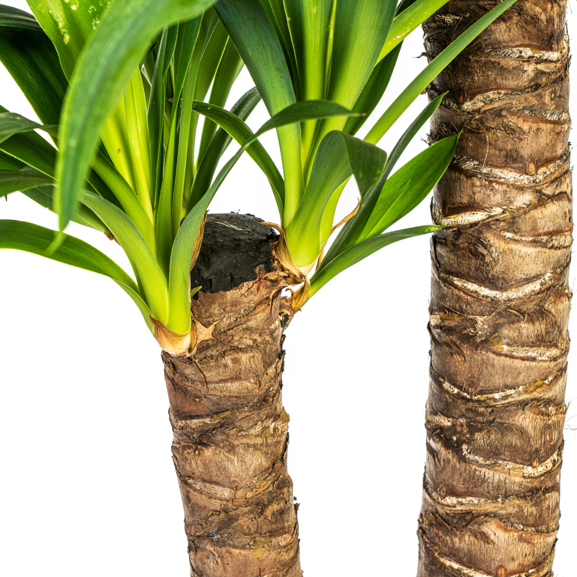 La Green Touch - Yucca Elephantipes - D21 H90cm - Image 6