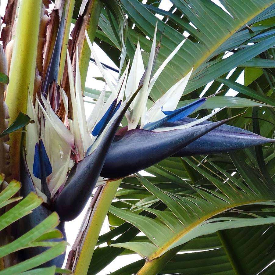 Promesse de Fleurs - Strelitzia nicolai - Oiseau de Paradis blanc, géant  Pot de 2L/3L