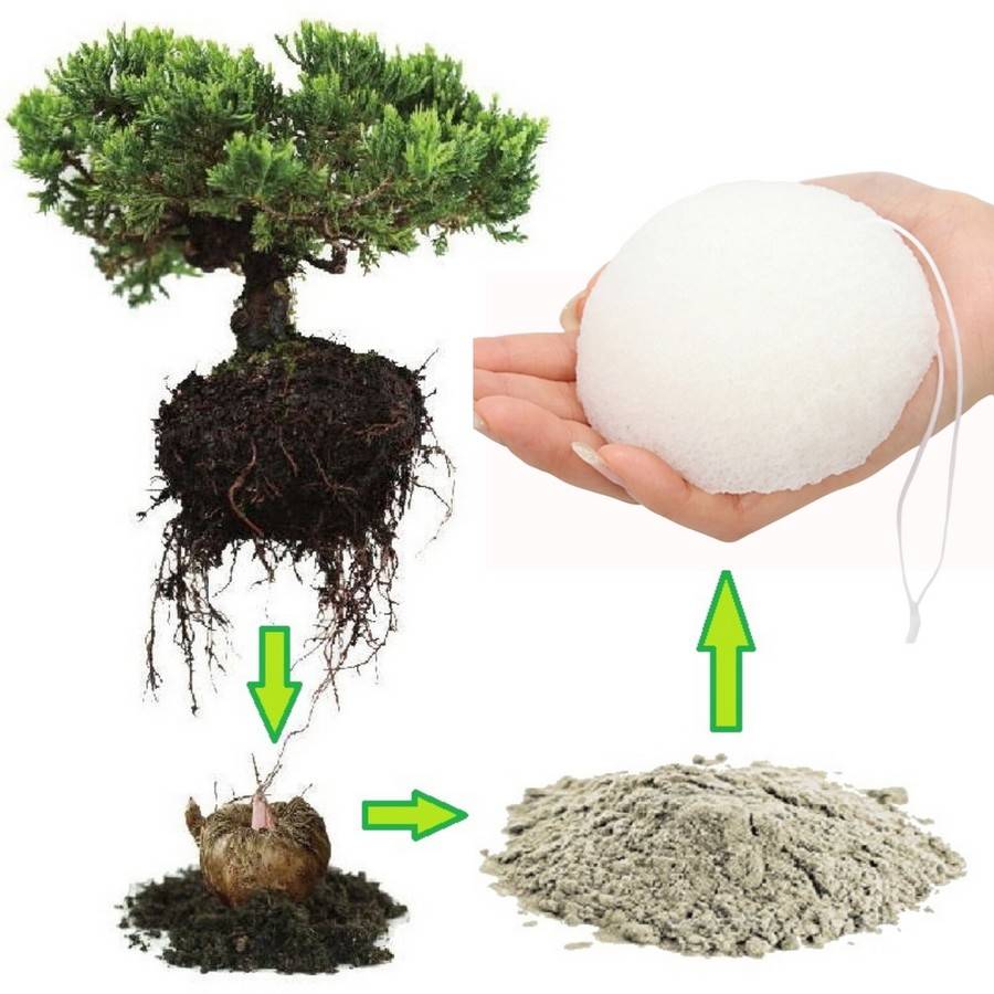 Sun&Sia - Éponge Konjac 100% Naturelle – Nettoie en Profondeur et en Douceur - Soin et Routine Beauté Naturel - Tous Types de Peau - Image 4