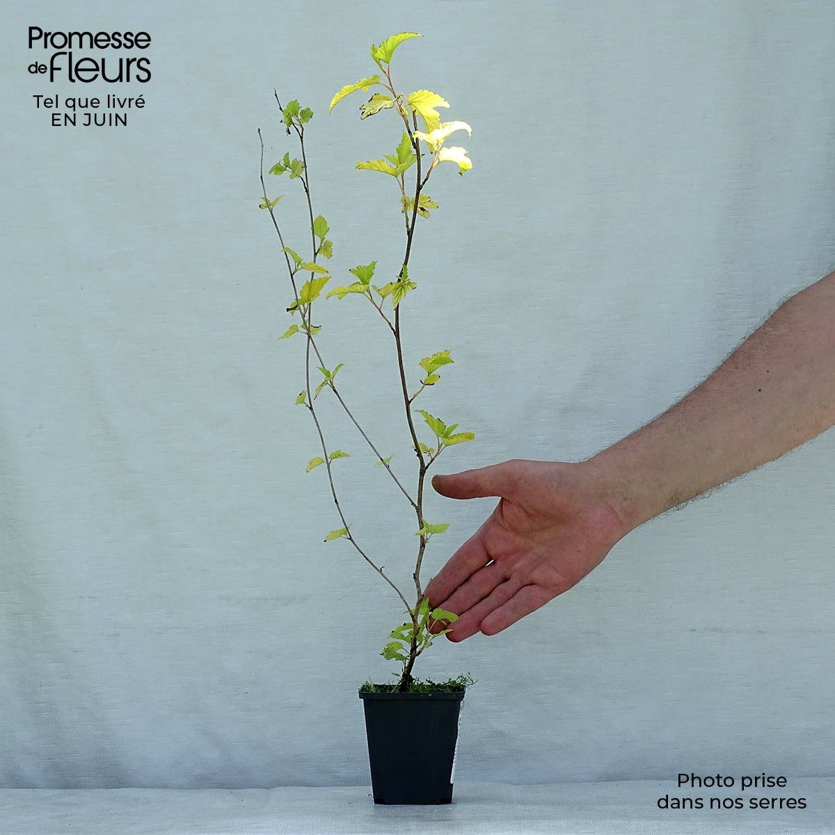Physocarpus Dart s Gold - Physocarpe Godet de 8/9 cm - Image 2